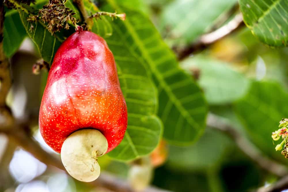 Do Cashews Need to be Organic?