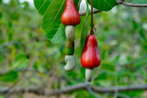 Cashew-Producing Countries Aren’t Profiting Like They Should