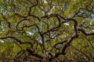 The World’s Oldest Cashew Tree: Cashew of Pirangi