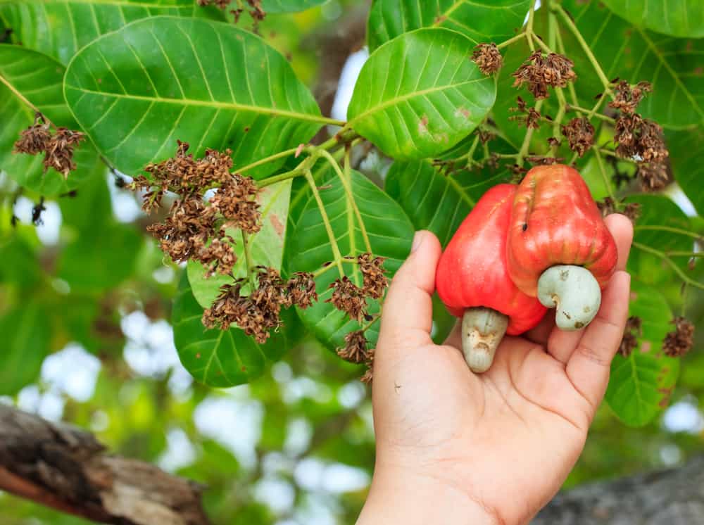 How Cashew Nuts Go From Farm to Table